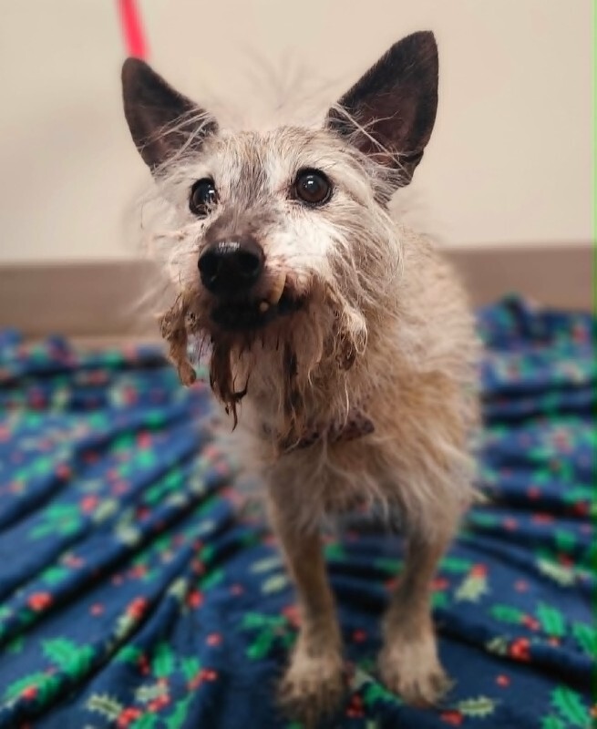 Picture of the Animal Listed